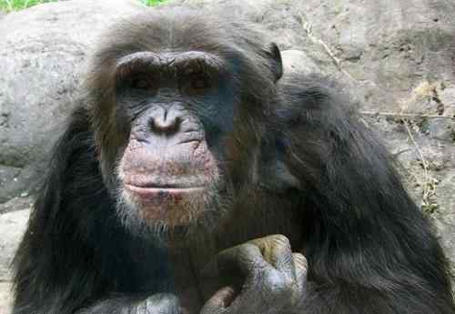 十大自相残杀的动物！