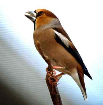 锡嘴雀叫声下载