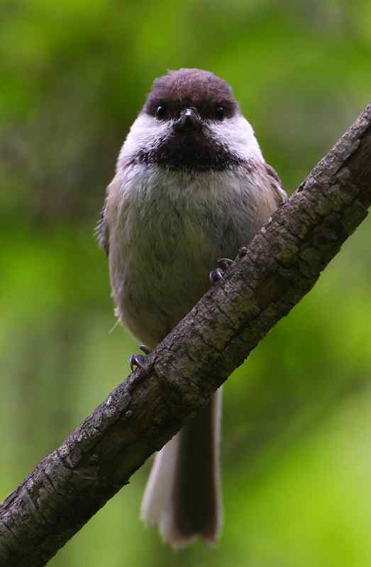 褐头山雀叫声下载