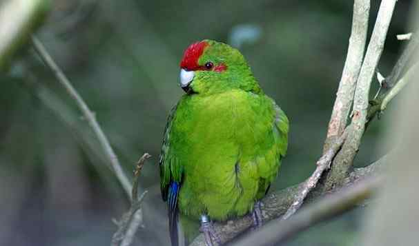 鹦鹉大全——红额鹦鹉