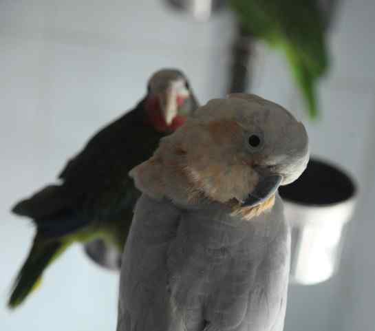 当灰鹦鹉咬你时