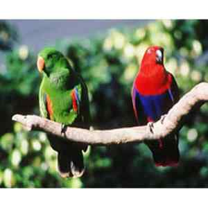 鹦鹉大全——卫斯特曼折衷鹦鹉