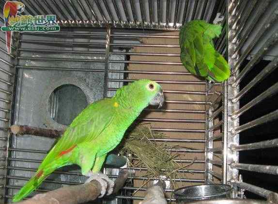 鹦鹉繁殖——鸟巢