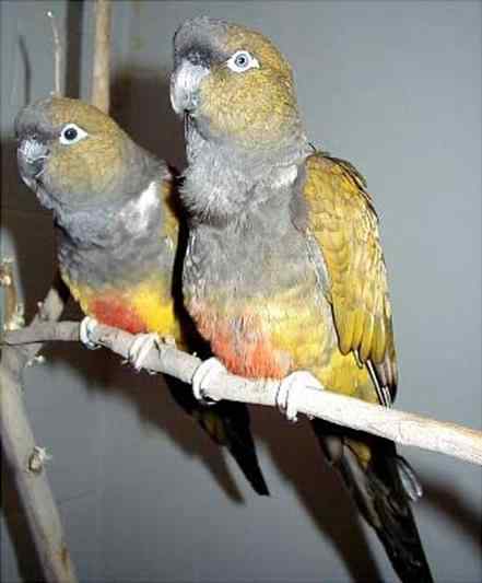 鹦鹉大全——大巴塔哥尼亚锥尾鹦鹉