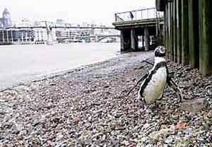 愚人节之鸟类大全