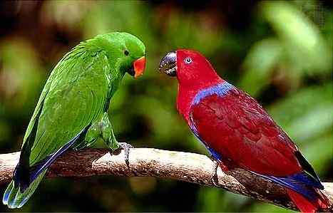 鹦鹉大全——折衷鹦鹉