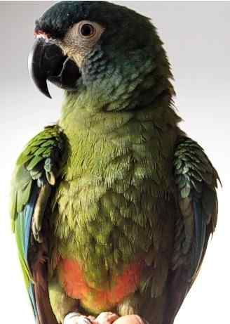 鹦鹉大全——伊力格氏金刚鹦鹉 Illiger's Macaw