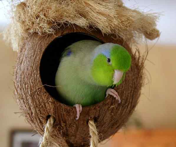 鹦鹉大全——太平洋鹦哥