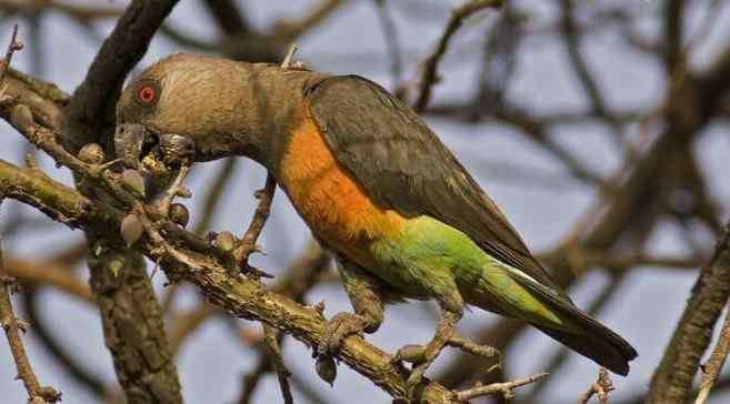 鹦鹉大全——红腹鹦鹉  Red-bellied Parrot