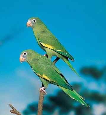鹦鹉大全——黄翅鹦鹉和白翅鹦鹉
