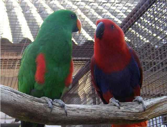 鹦鹉大全——华贵折衷鹦鹉