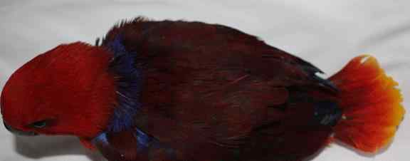 鹦鹉大全——弗斯马瑞折衷鹦鹉