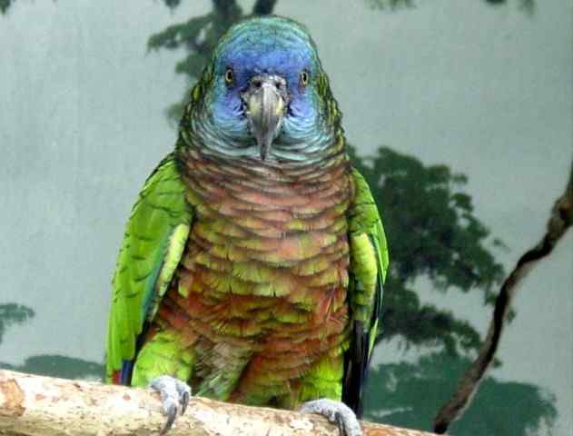 鹦鹉大全——圣露西亚亚马逊