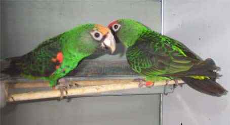 鹦鹉大全——小贾丁氏或橘冠鹦鹉