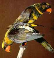 鹦鹉大全——纽曼氏褐色吸蜜鹦鹉