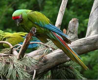 鹦鹉大全——布鲁芬氏金刚鹦鹉