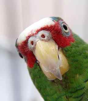 鹦鹉大全——苏诺拉白顶亚马逊鹦鹉