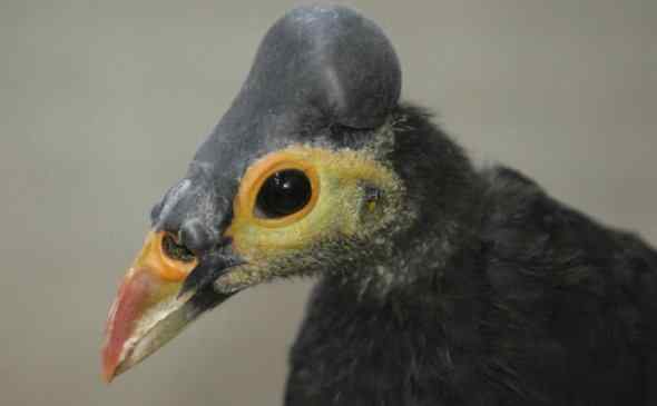 马利奥冢雉——借自然之力孵化的鸟