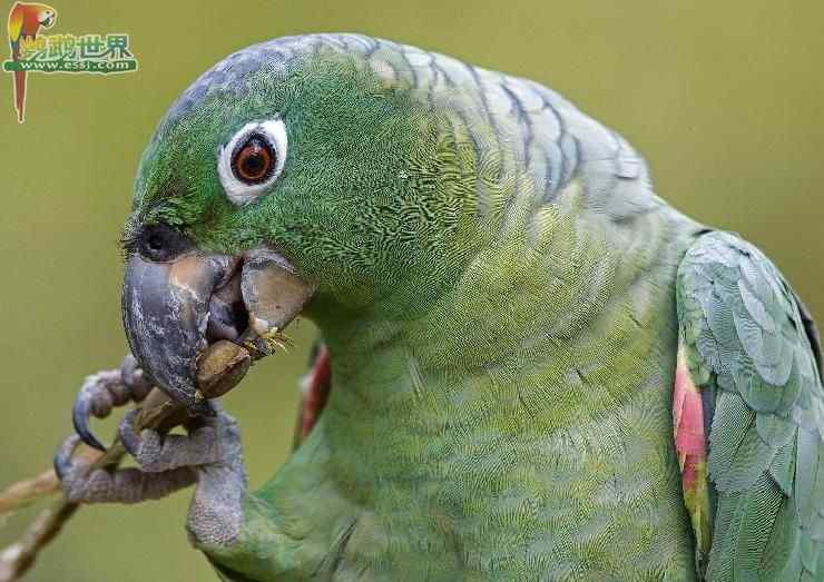 鹦鹉繁殖——暖箱的垫层