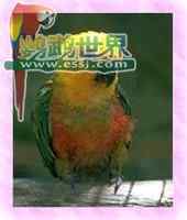 鹦鹉大全——詹代亚锥尾鹦鹉