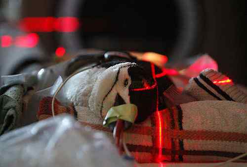 企鹅也会患癌症