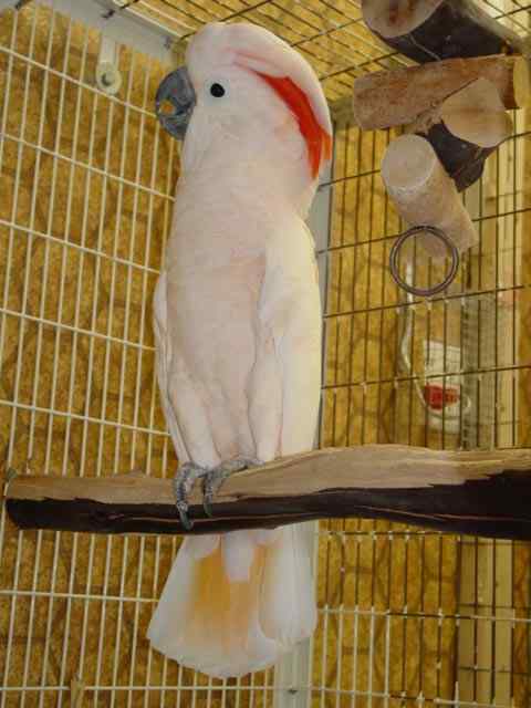 鹦鹉大全——摩鹿加凤头鹦鹉 Moluccan Cockatoo