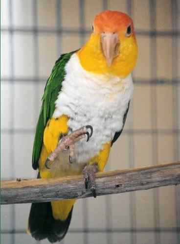 鹦鹉大全——白腹凯克鹦鹉