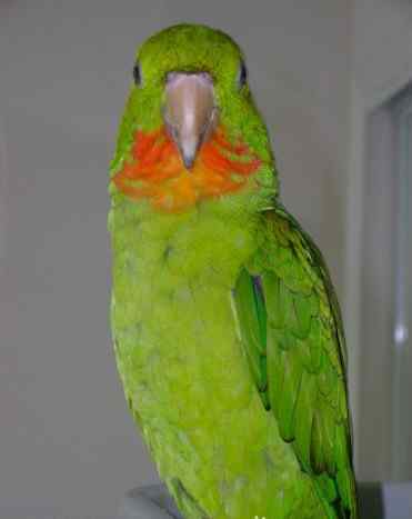 鹦鹉大全——红喉锥尾鹦鹉