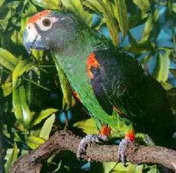 鹦鹉大全——黑翅贾丁氏鹦鹉