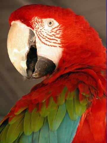 鹦鹉大全——绿翅金刚鹦鹉