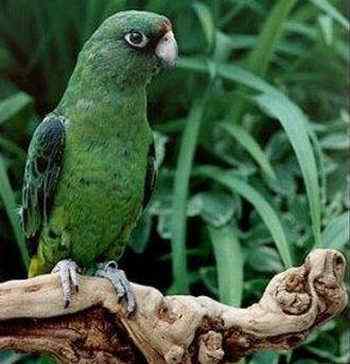 鹦鹉大全——大贾丁氏鹦鹉