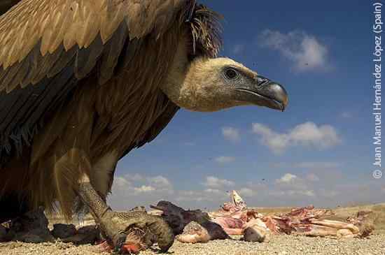 2007年度英国壳牌野生生物摄影成人奖 动物肖像摄影