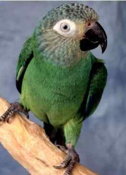 鹦鹉大全——灰头锥尾鹦鹉