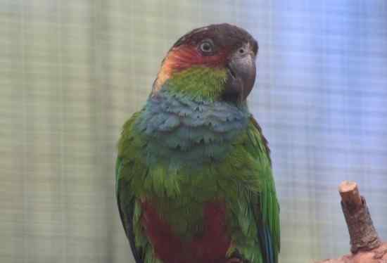 鹦鹉大全——蓝喉锥尾鹦鹉