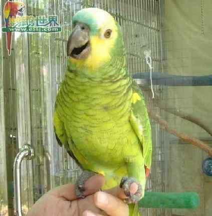 鹦鹉繁殖——正确的孵化温度