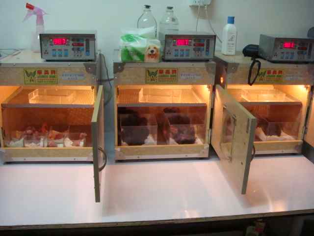 鹦鹉饲养——巢箱