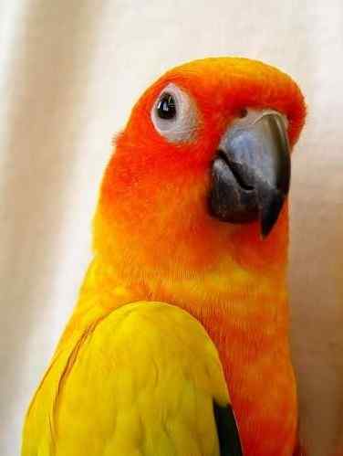 鹦鹉大全——太阳锥尾鹦鹉