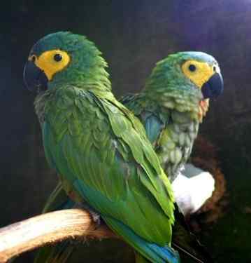 鹦鹉大全——红腹金刚鹦鹉 Red-bellied Macaw