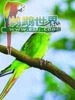 鹦鹉大全——尖尾锥尾鹦鹉