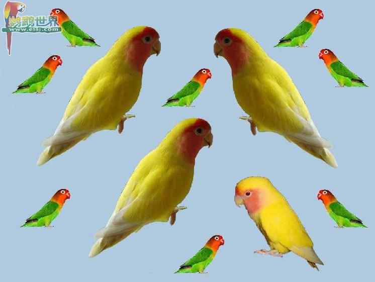 鹦鹉繁殖——自动孵化器内的通风设备