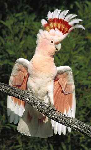 鹦鹉大全——米契尔少校凤头鹦鹉 Major Mitchell's Cockatoo