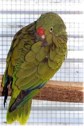 鹦鹉大全——土库曼亚马逊