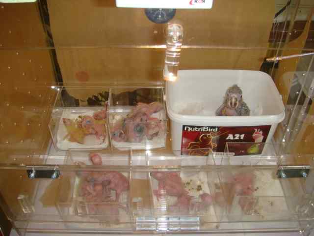 人工孵化鹦鹉的管理 人工孵化鹦鹉的管理