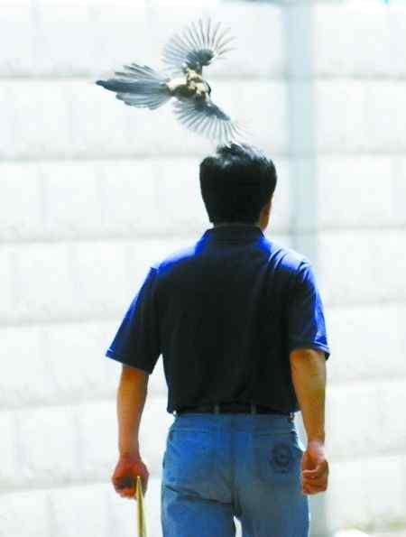 灰喜鹊情深护子