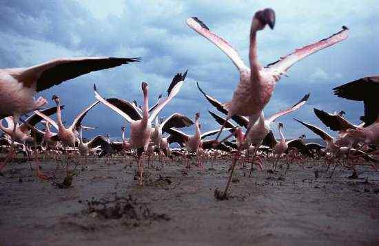 [组图]极度震撼的鬣狗捕食火烈鸟镜头