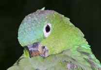 鹦鹉大全——素色白粉亚马逊