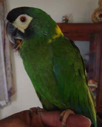 鹦鹉大全——黄领金刚鹦鹉