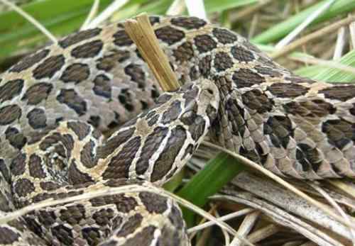 十大自相残杀的动物！