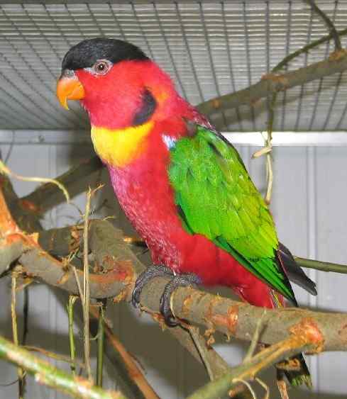 鹦鹉大全——黄兜吸蜜鹦鹉