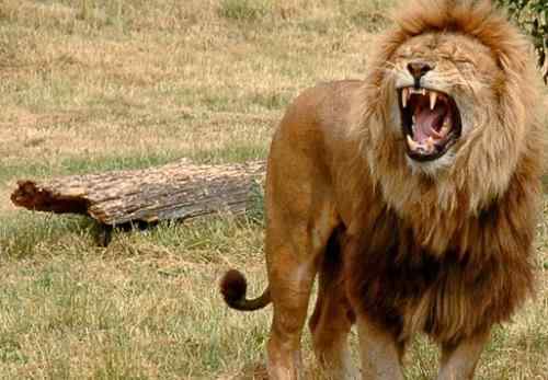 十大自相残杀的动物！